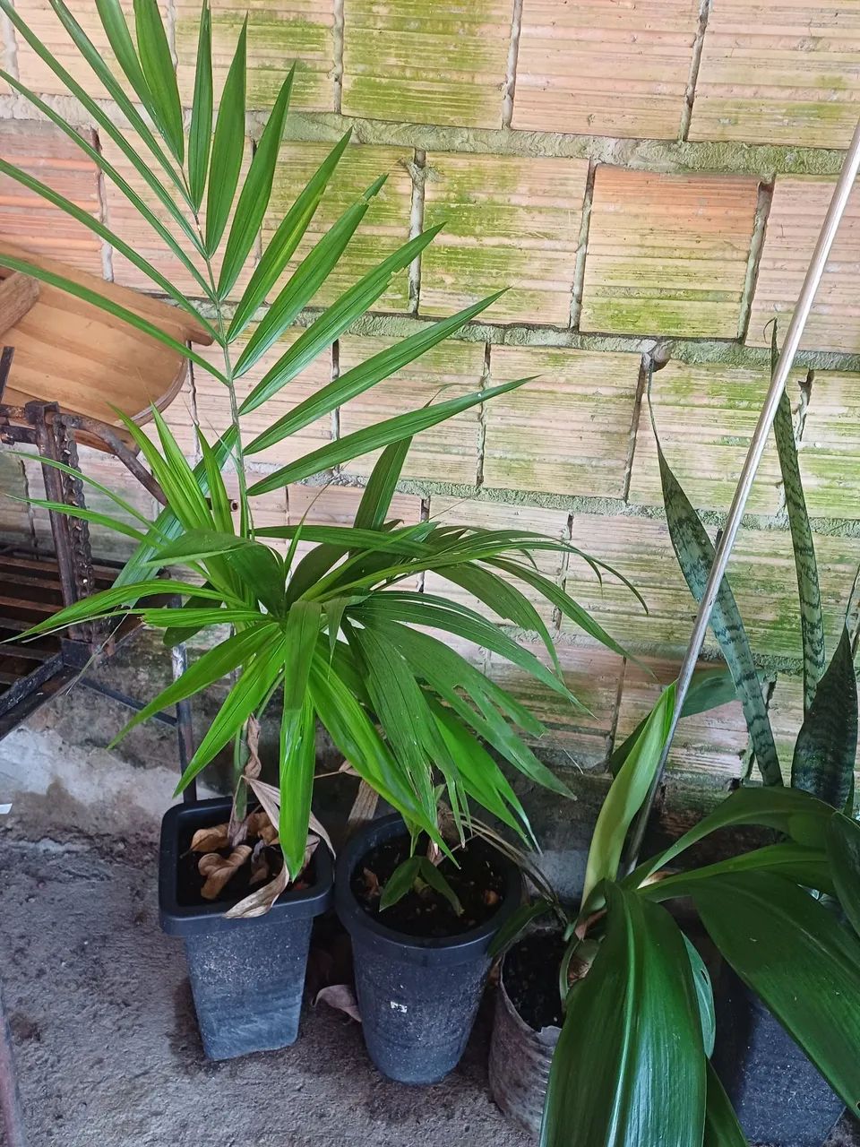 Plantas e mudas de Acaizeiro 