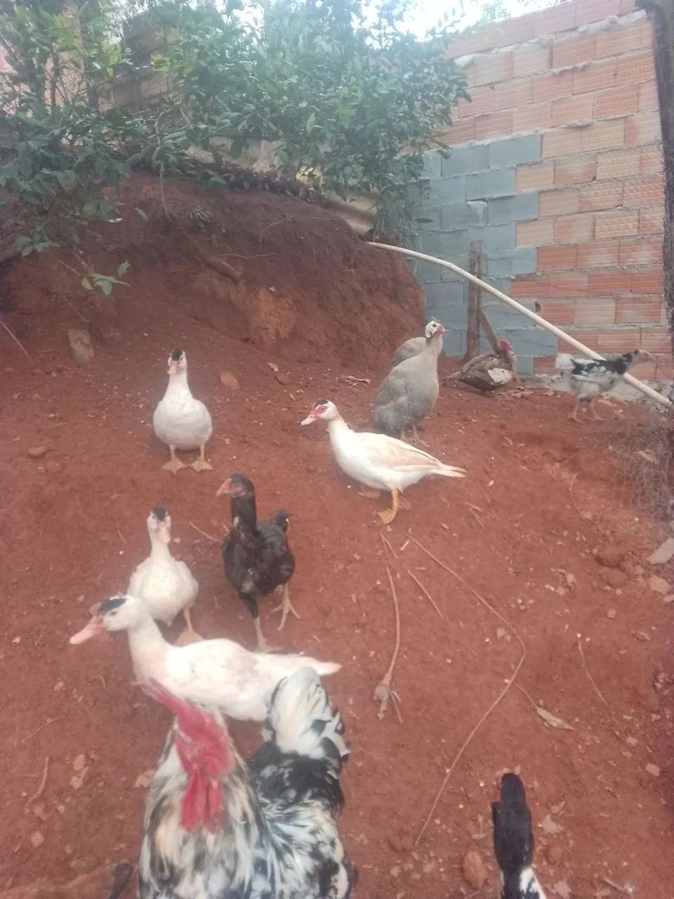 Patos, galinhas , e angolas  - Foto 3