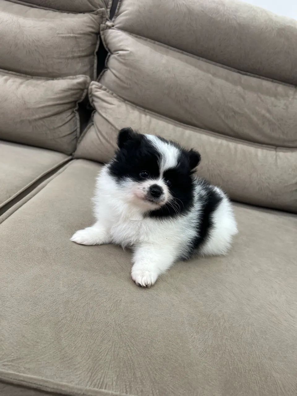 Spitz Alemão 