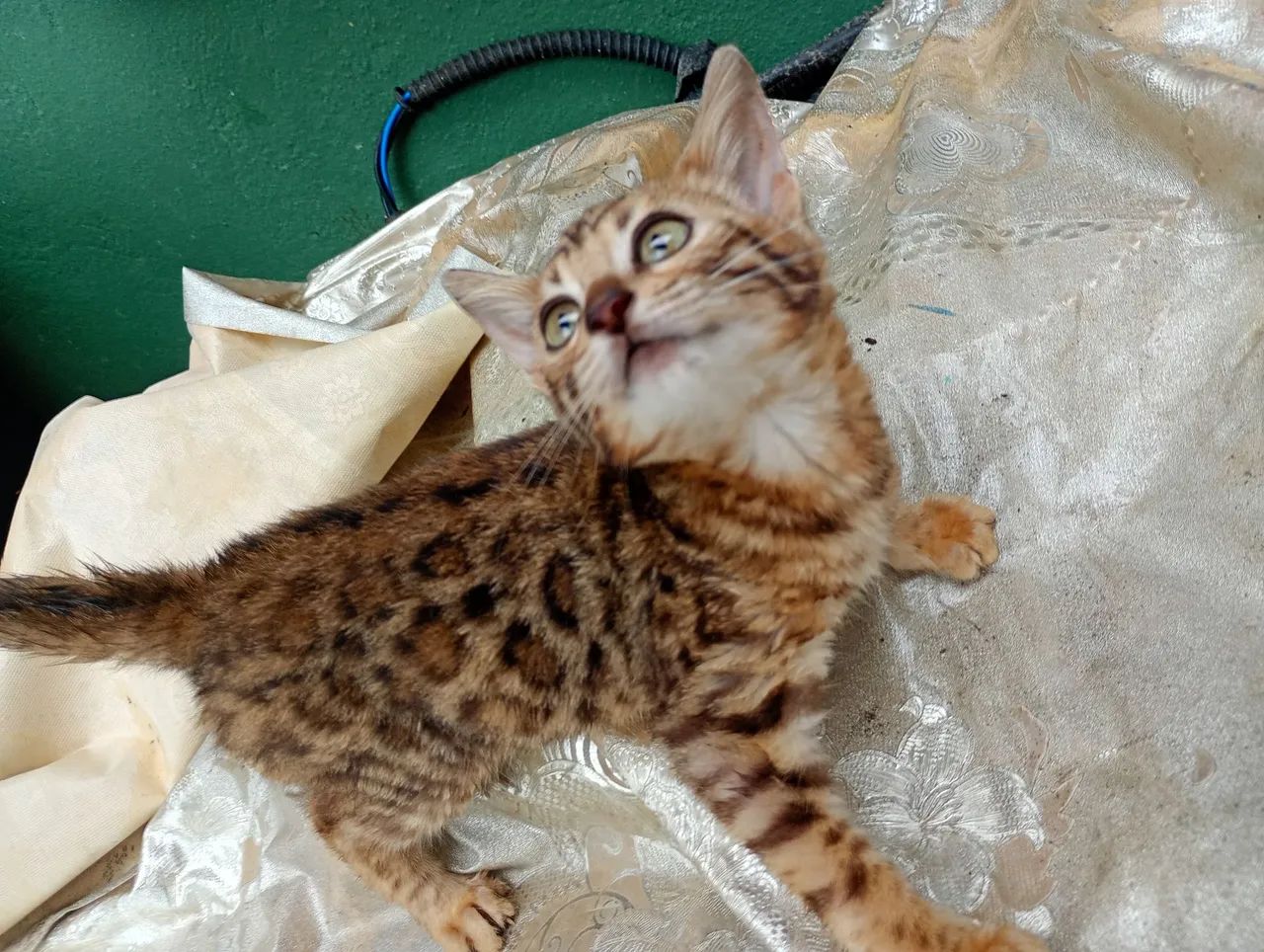 Filhotes Gato Bengal Lindas Rosetas DoNuts c/ Garantia e Pedigree DNA 100 % Bengal   