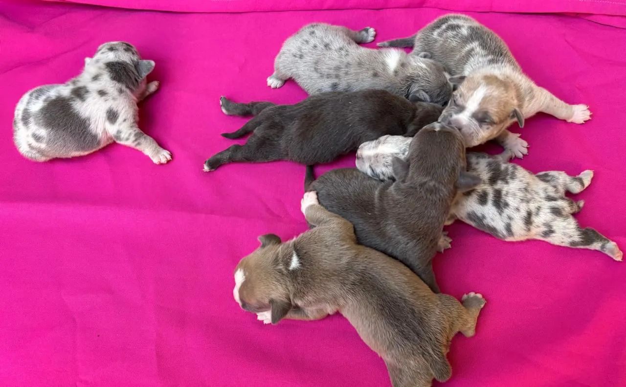 American bully / filhotes - Foto 3