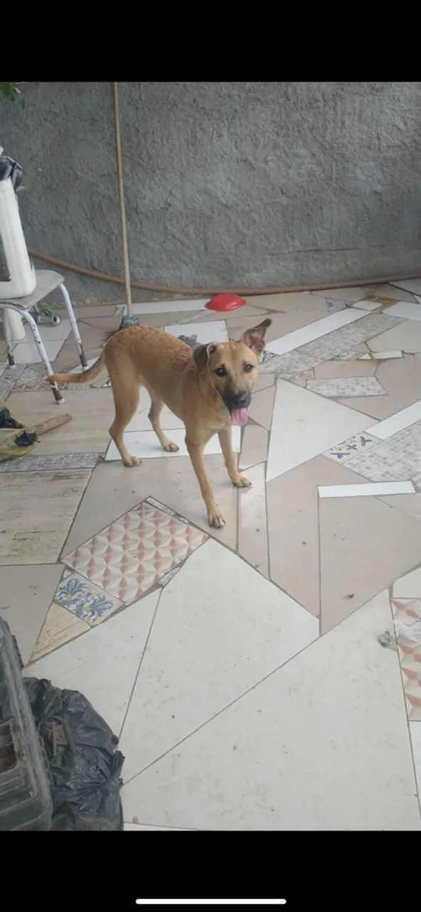Doa se cachorra 