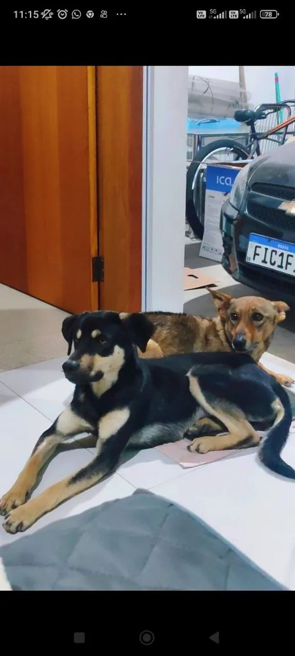 DOA -SE UM CACHORRO  - Foto 3
