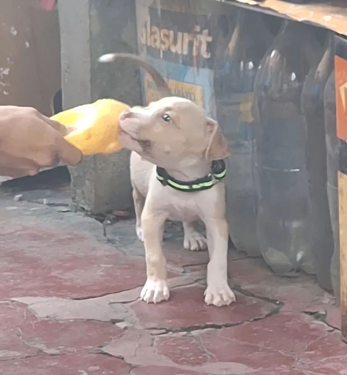 Filhote de pitbull  - Foto 3
