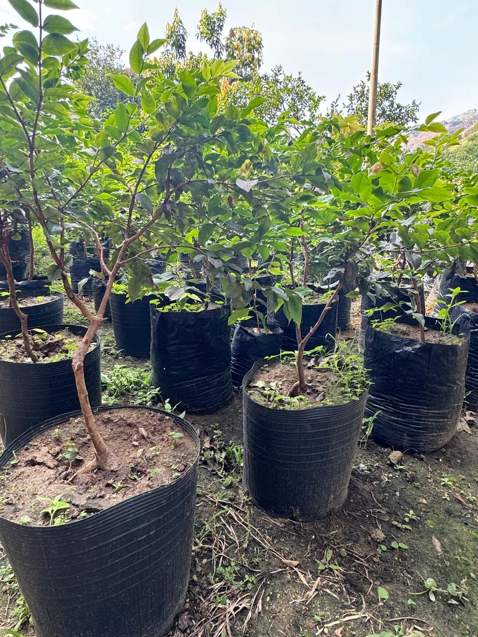 Jabuticaba mudas já produzindo - Foto 5