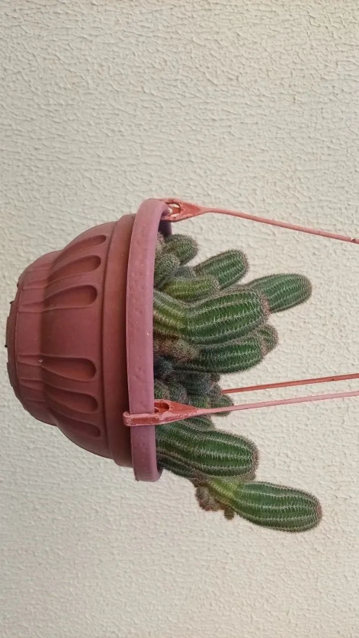 Cacto - Foto 2