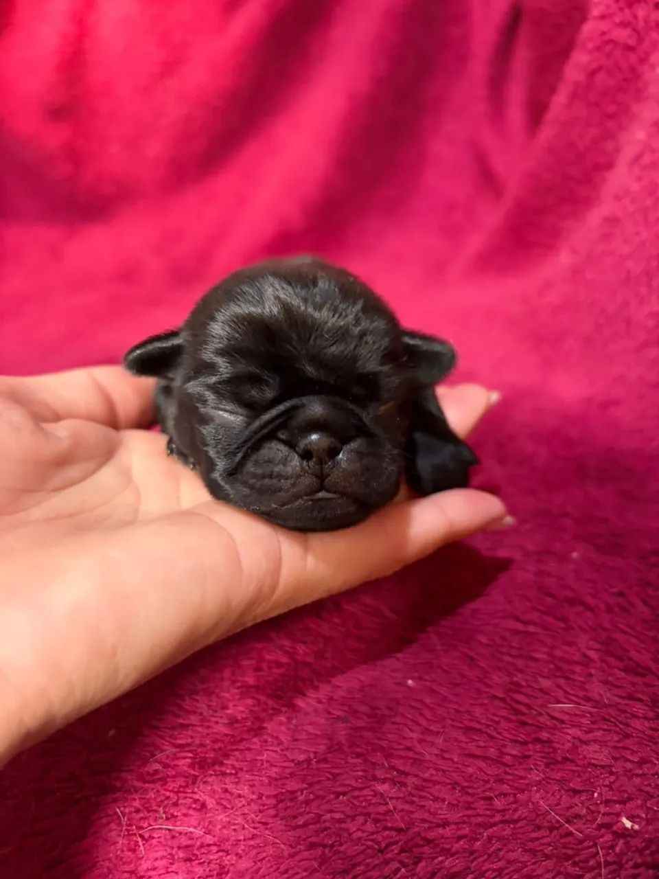 Pug 