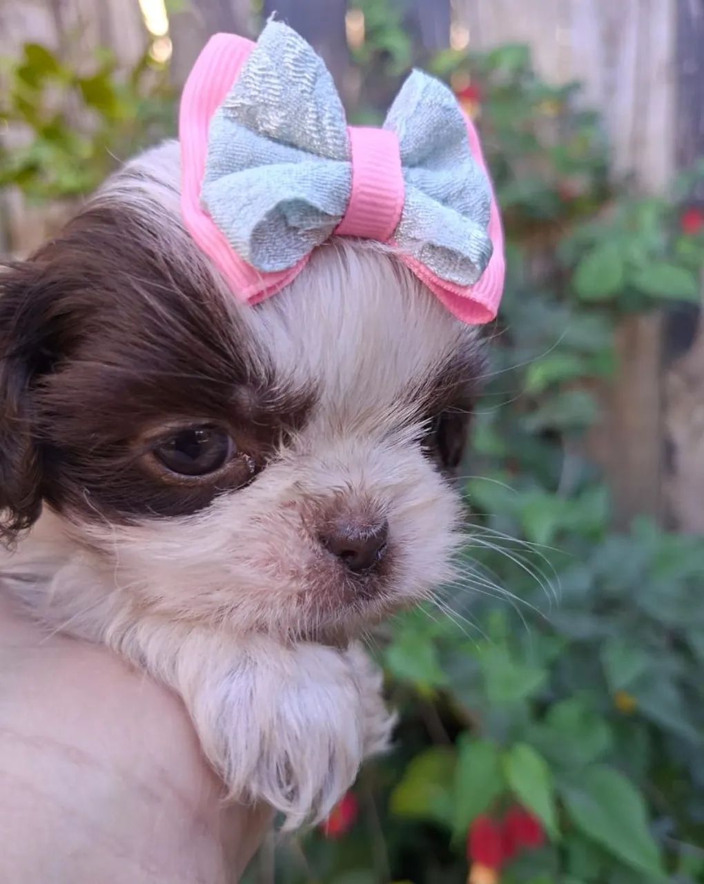 FEMEAS DE SHIH TZU 