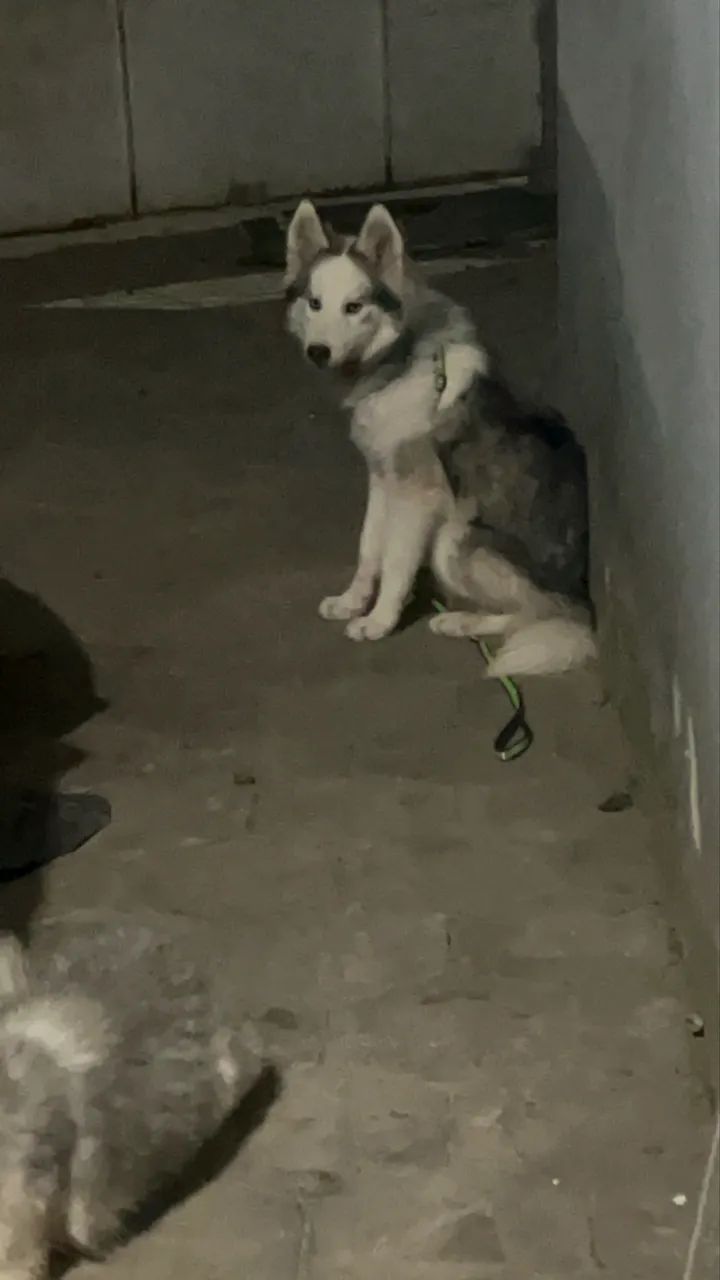 Husky - Foto 3