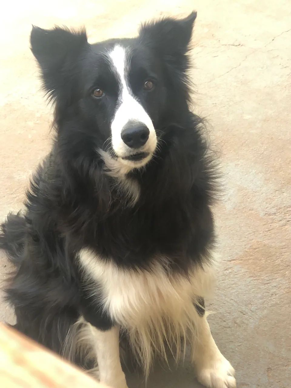 Border Collie macho