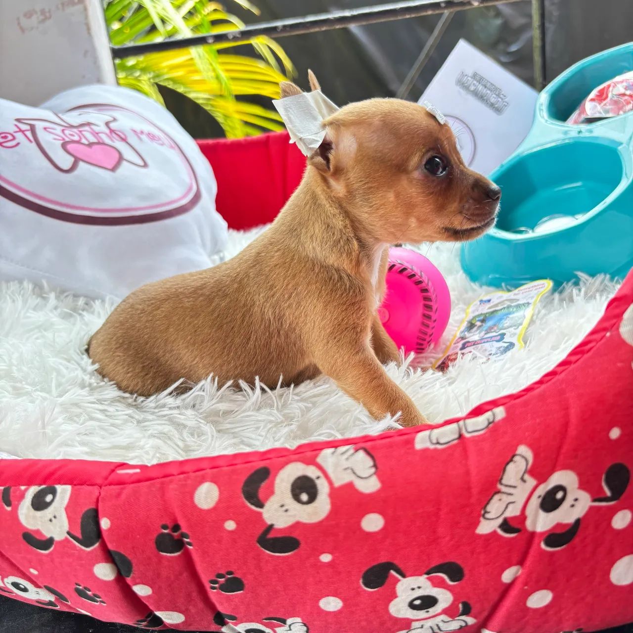 Pinscher MICRO macho - Foto 4