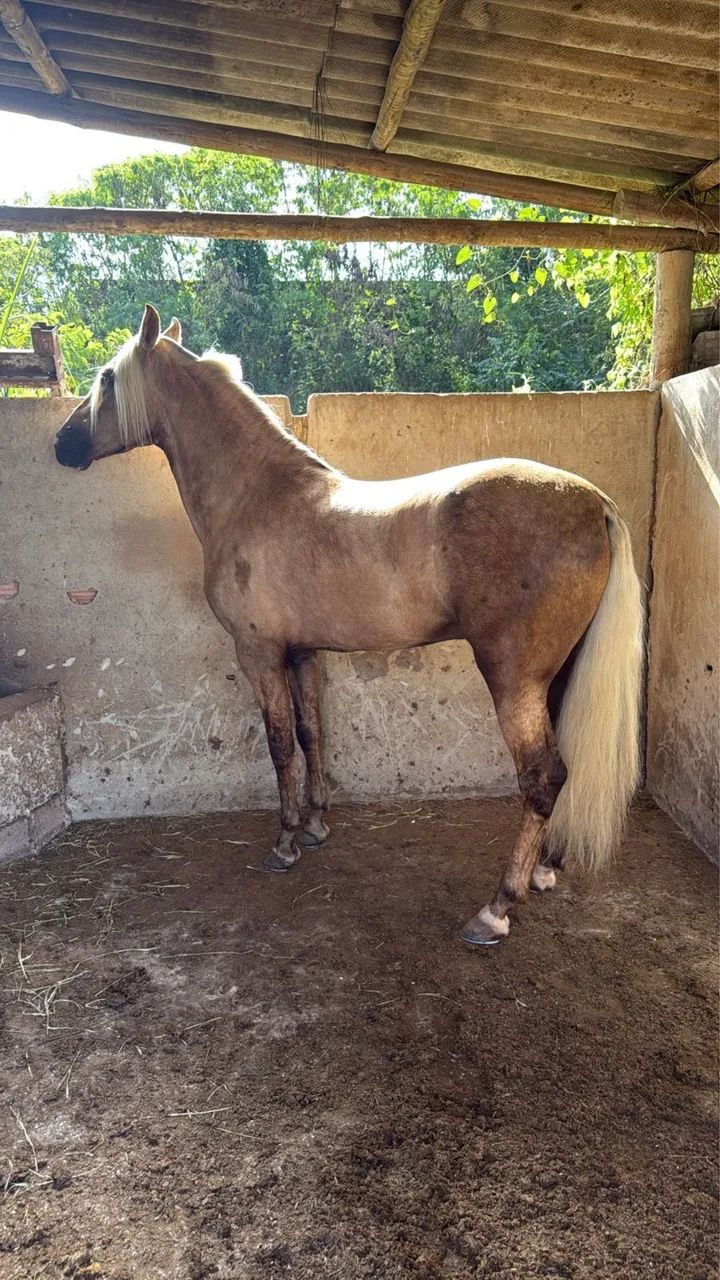 Cavalo loiro  - Foto 2