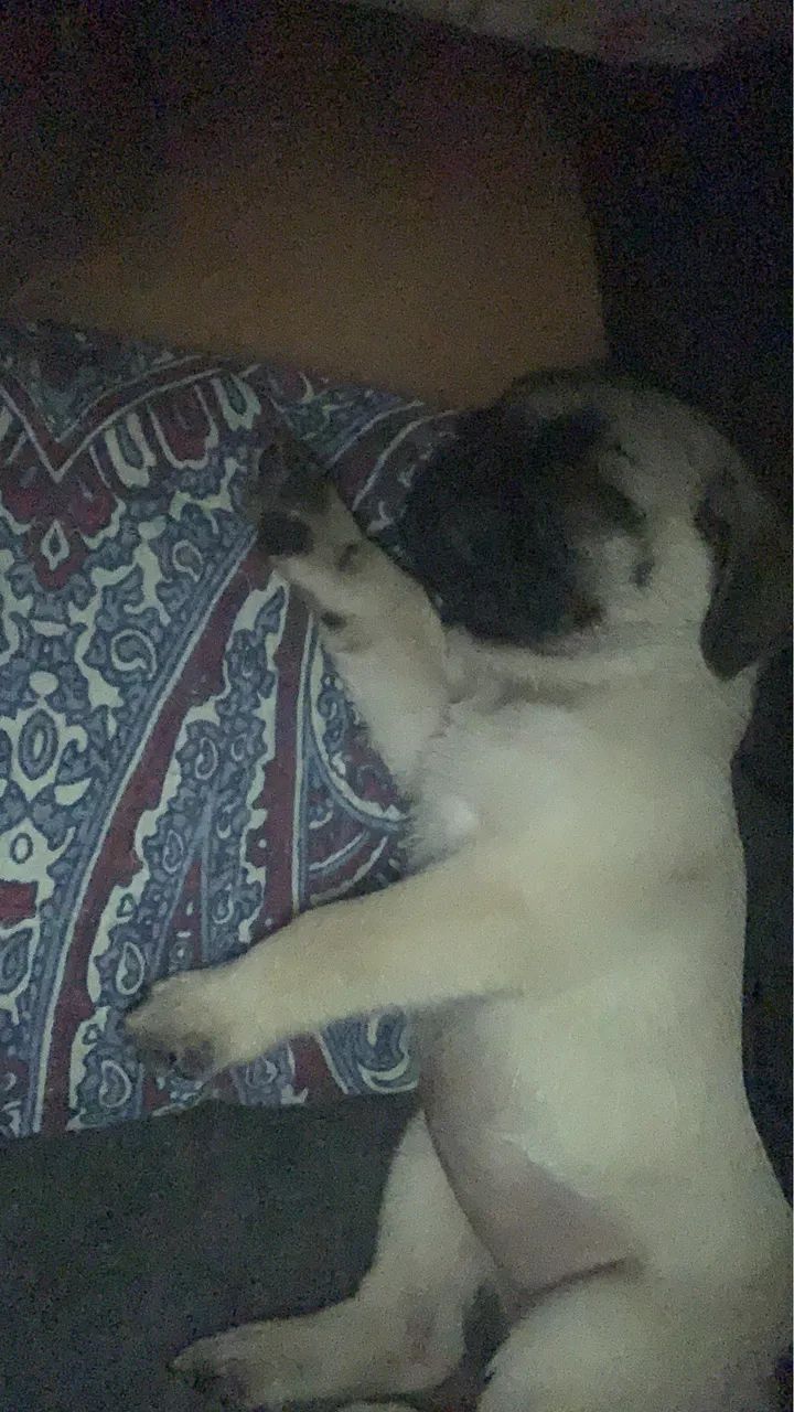 Filhotes pug - Foto 3