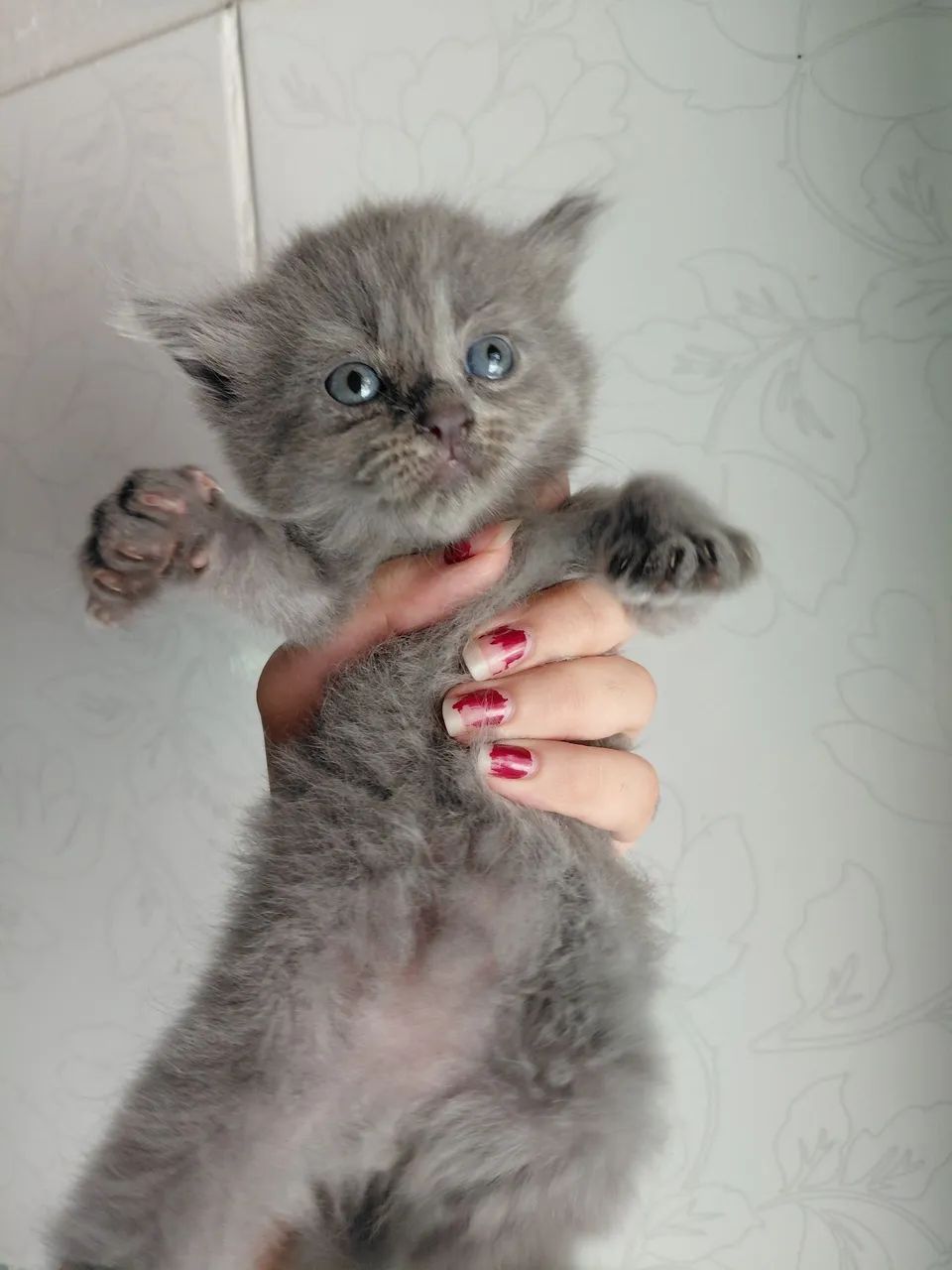 Gatos persas com vira-lata - Foto 2