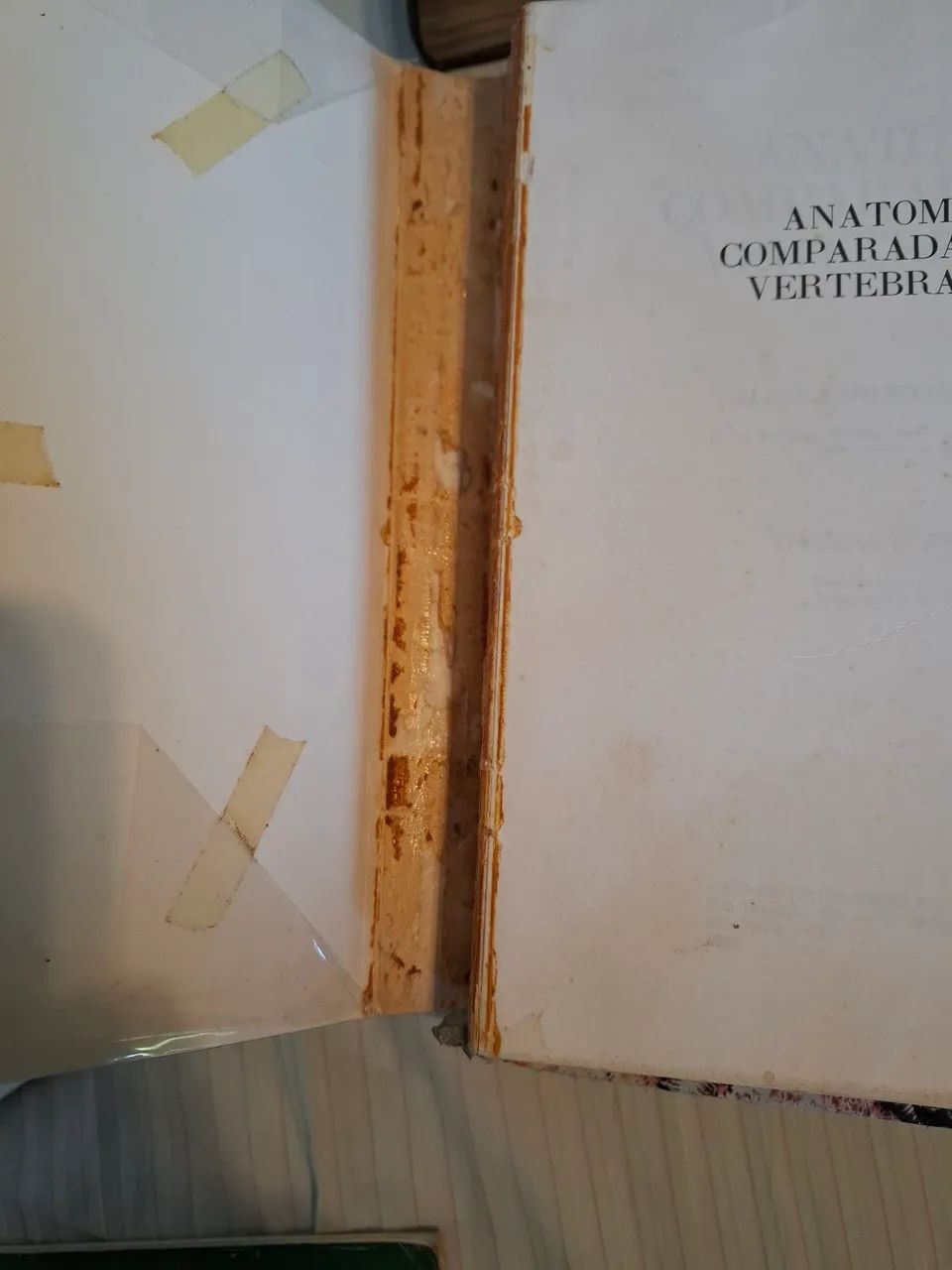 Anatomia comparada dos vertebrados - Foto 2