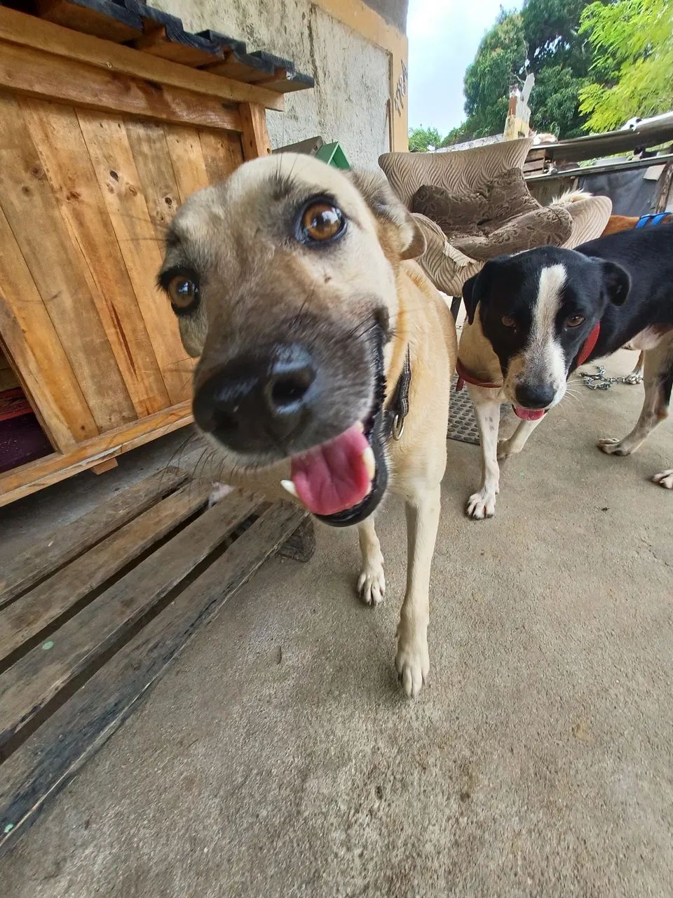 ADOÇÃO  - Foto 5