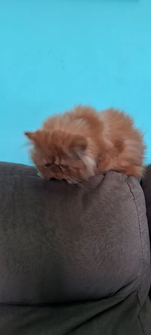 Gato persa garfield  - Foto 2