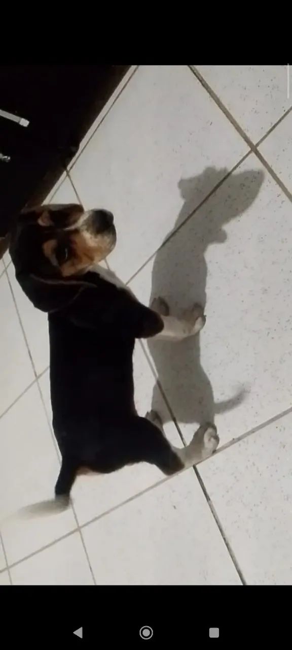 Vendo filhotes bigo com Fox Serrano