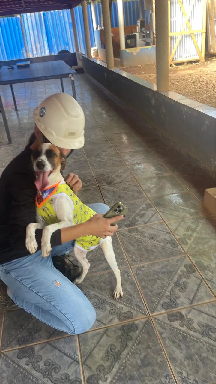 Cadela para adoção  - Foto 2