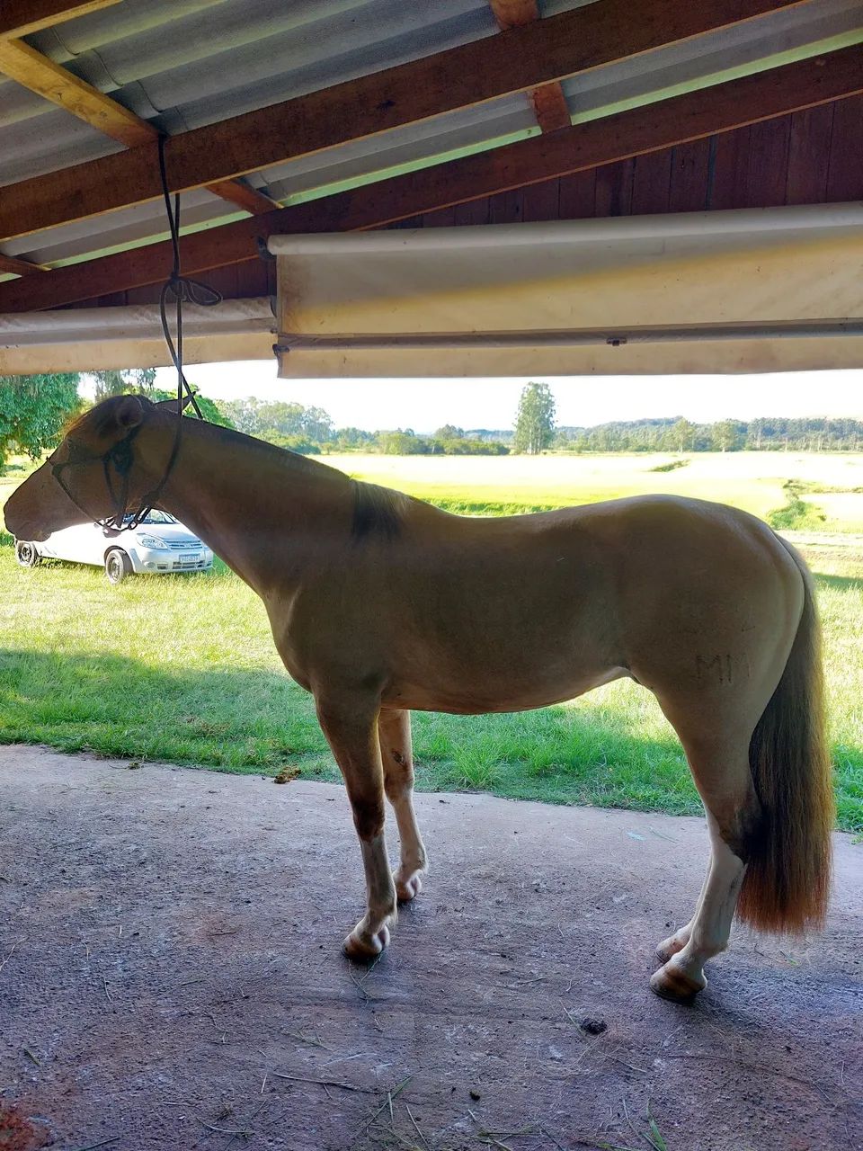 Cavalo baio bragado capado confirmado