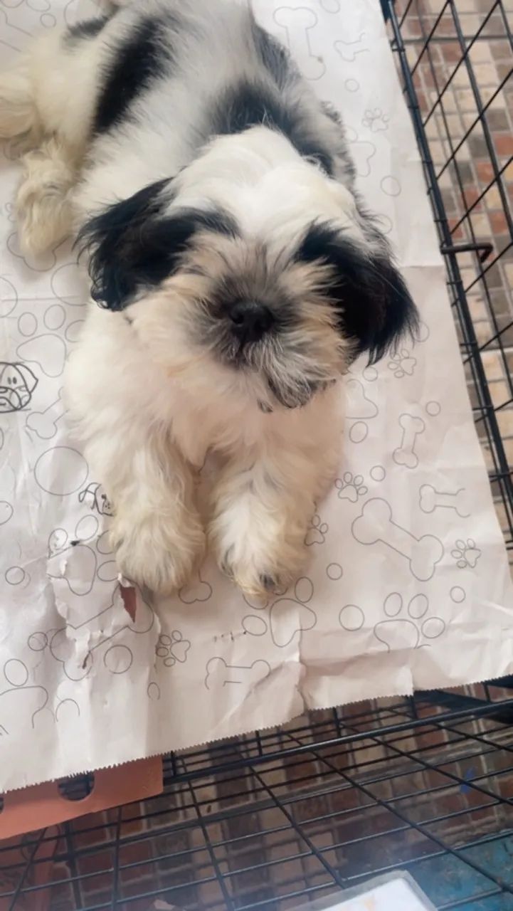 Shih tzu  - Foto 2
