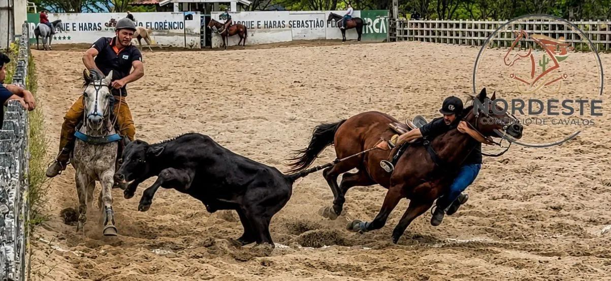 Cavalo de Direita Pronto e Puro
