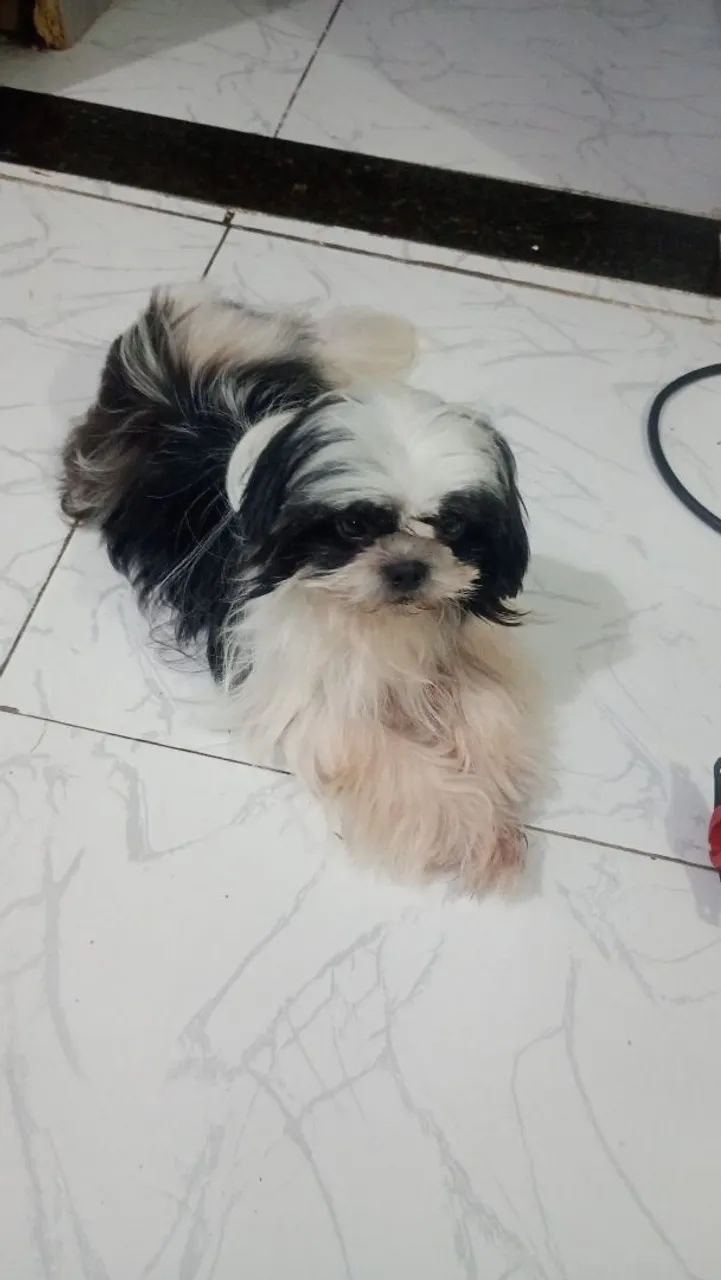 Shitzu macho mini  - Foto 2