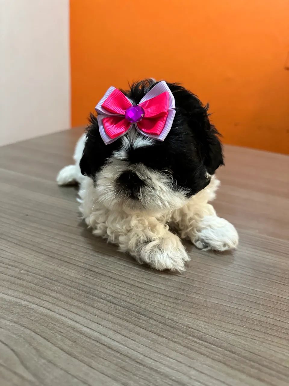 Shitzu  - Foto 4