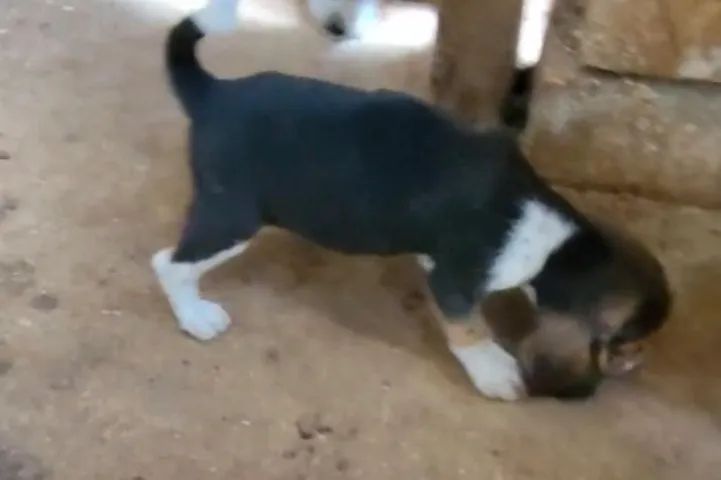 Beagle alegre, curioso 