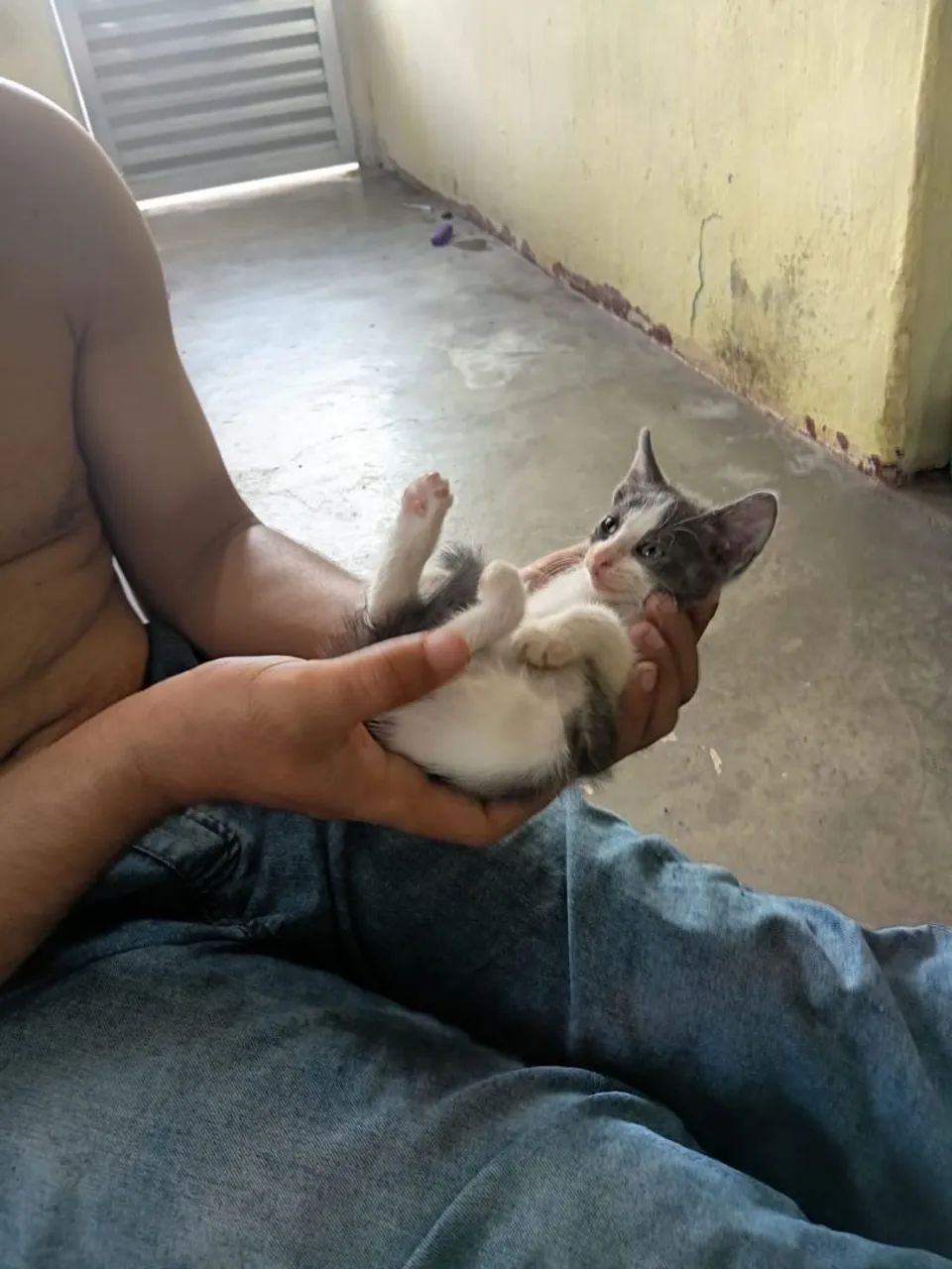 Gatinha de quase 2 meses