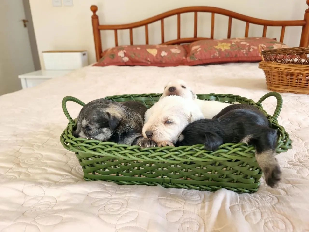 Ninhada Schnauzer miniatura - Foto 5