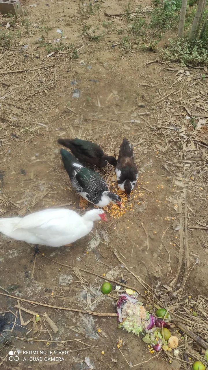 Pato