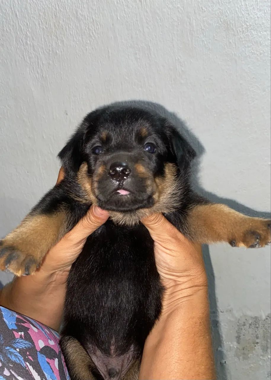 Filhote de rottweiler  - Foto 3