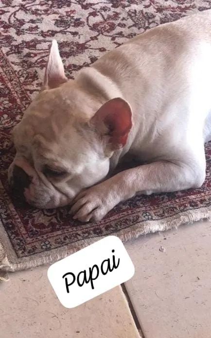 Bulldog francês macho  - Foto 3
