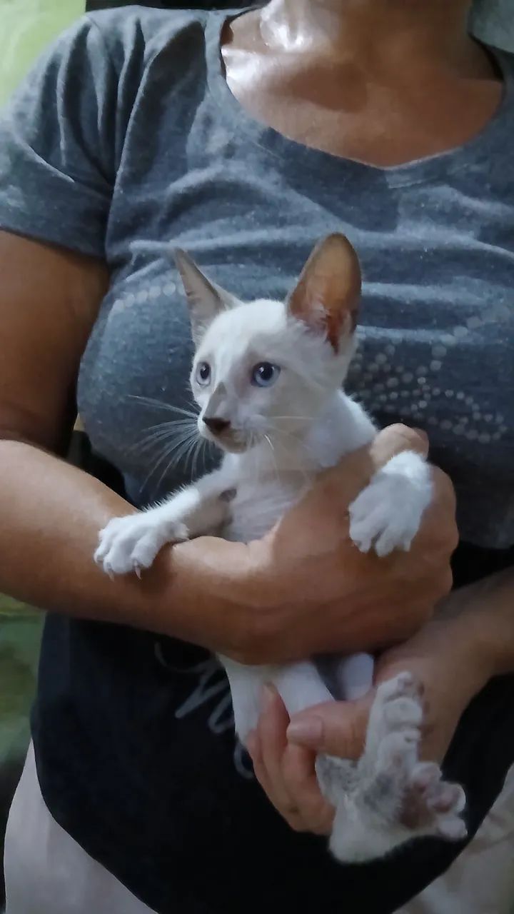 ANIMAIS PRA ADOÇÃO RESPONSÁVEL, CONSCIÊNTE E DEFINITIVA.  - Foto 3