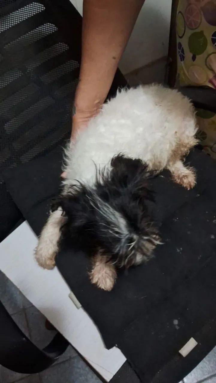 Cachorro poodllee