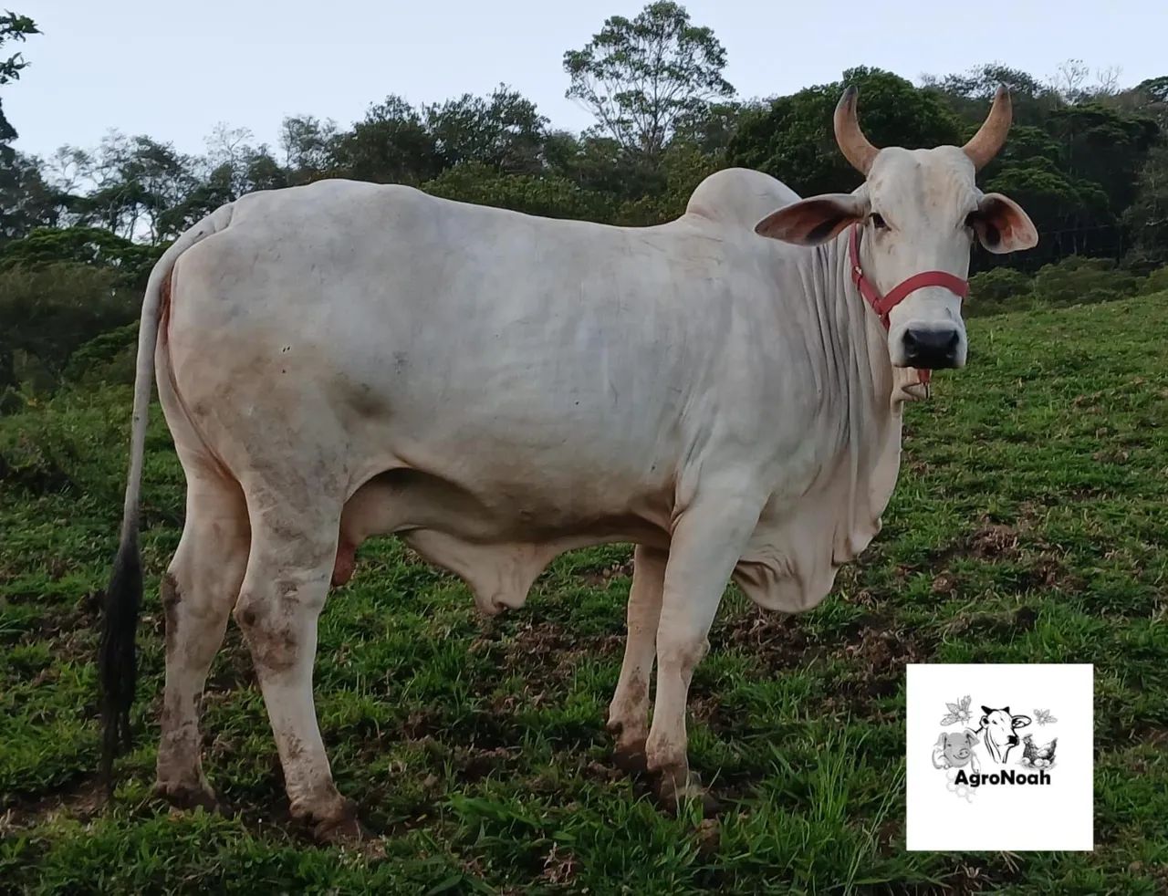 Vaca nelore  - Foto 2