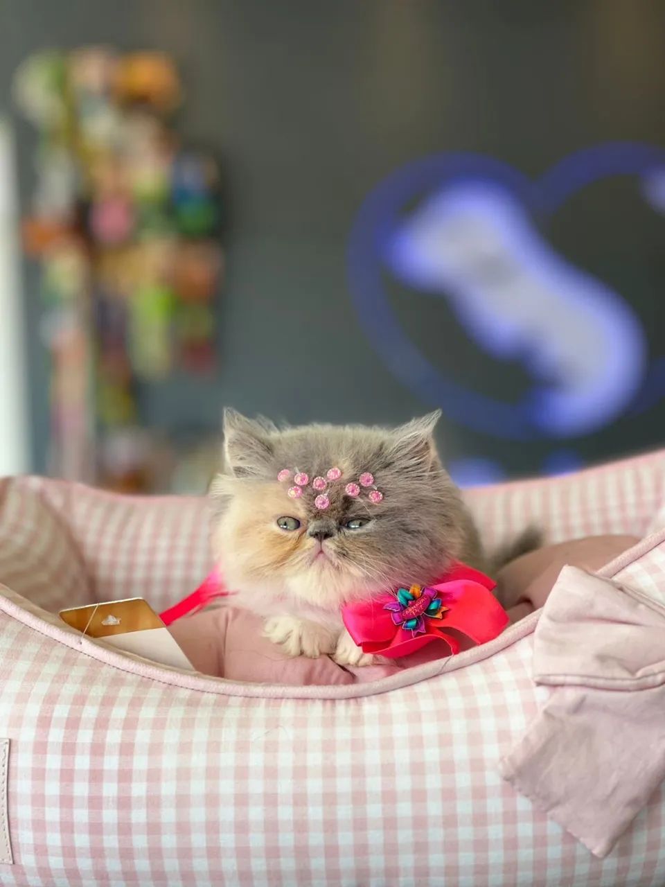 Filhotes de gato Persa 