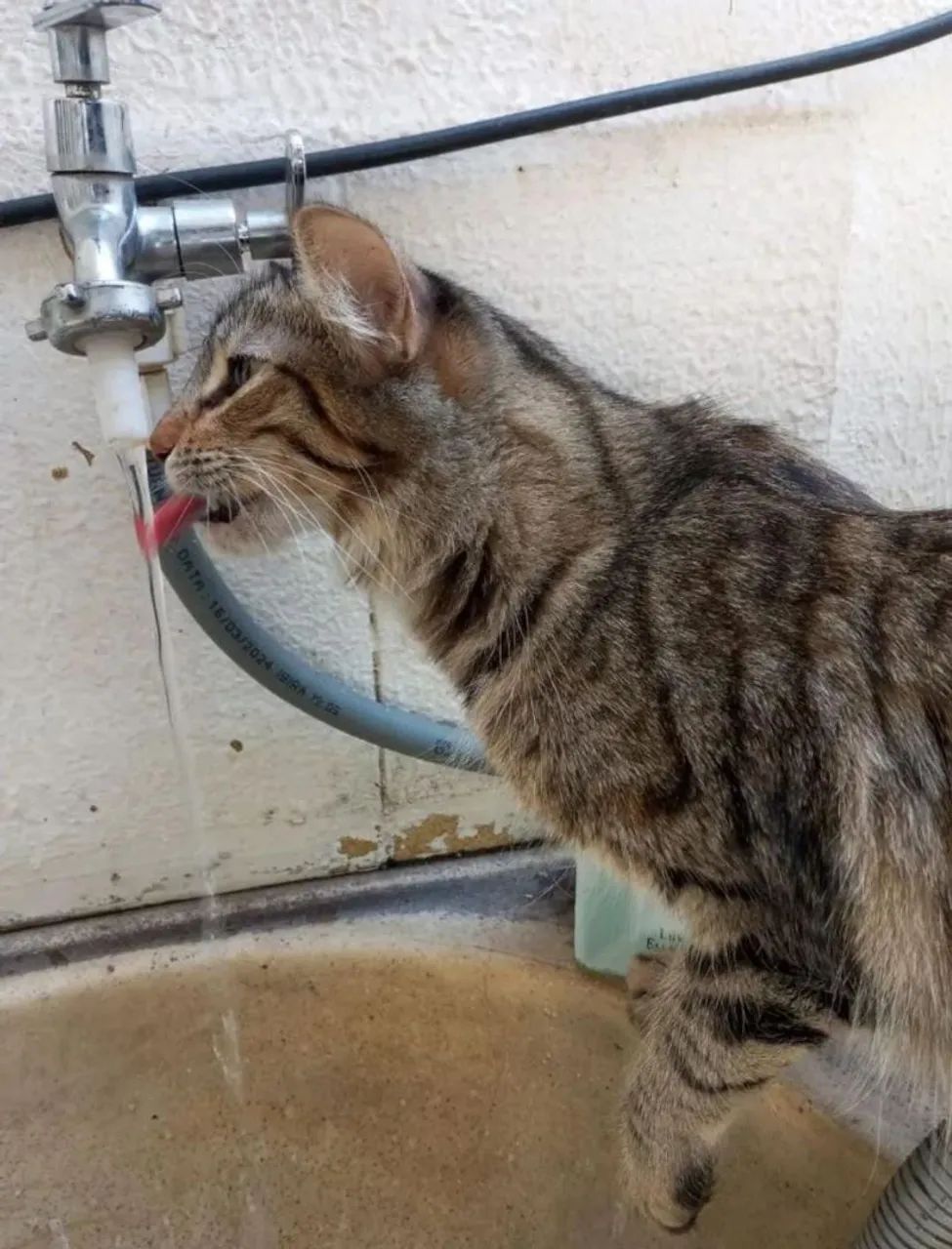 Doação de gata - Foto 3