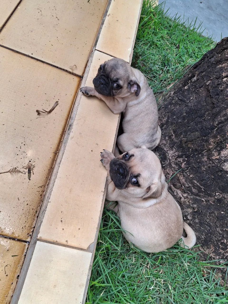 Pug - Foto 5