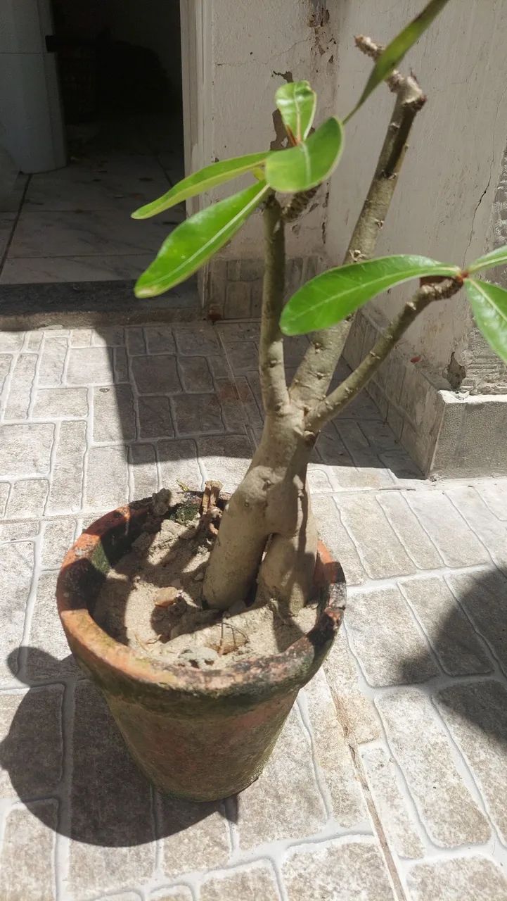 Rosa do deserto - Foto 2