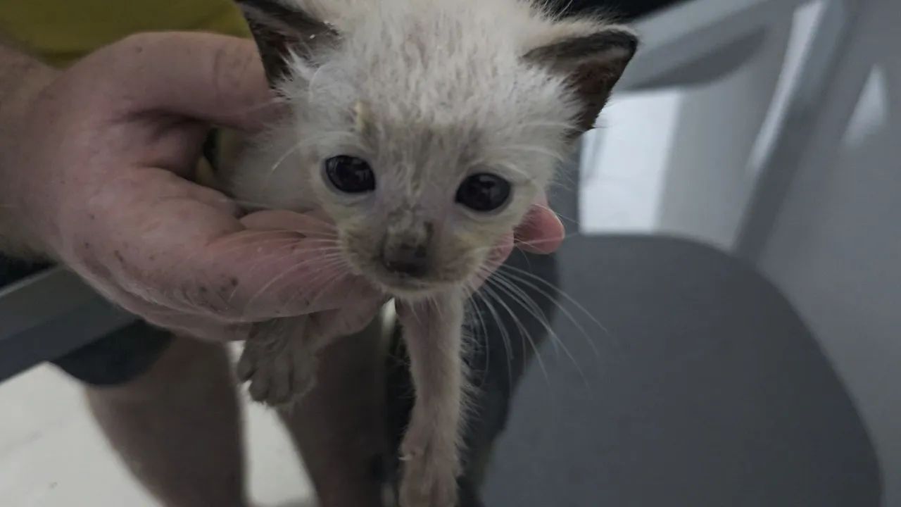 Gatinhos Siamese Adoção! - Foto 4