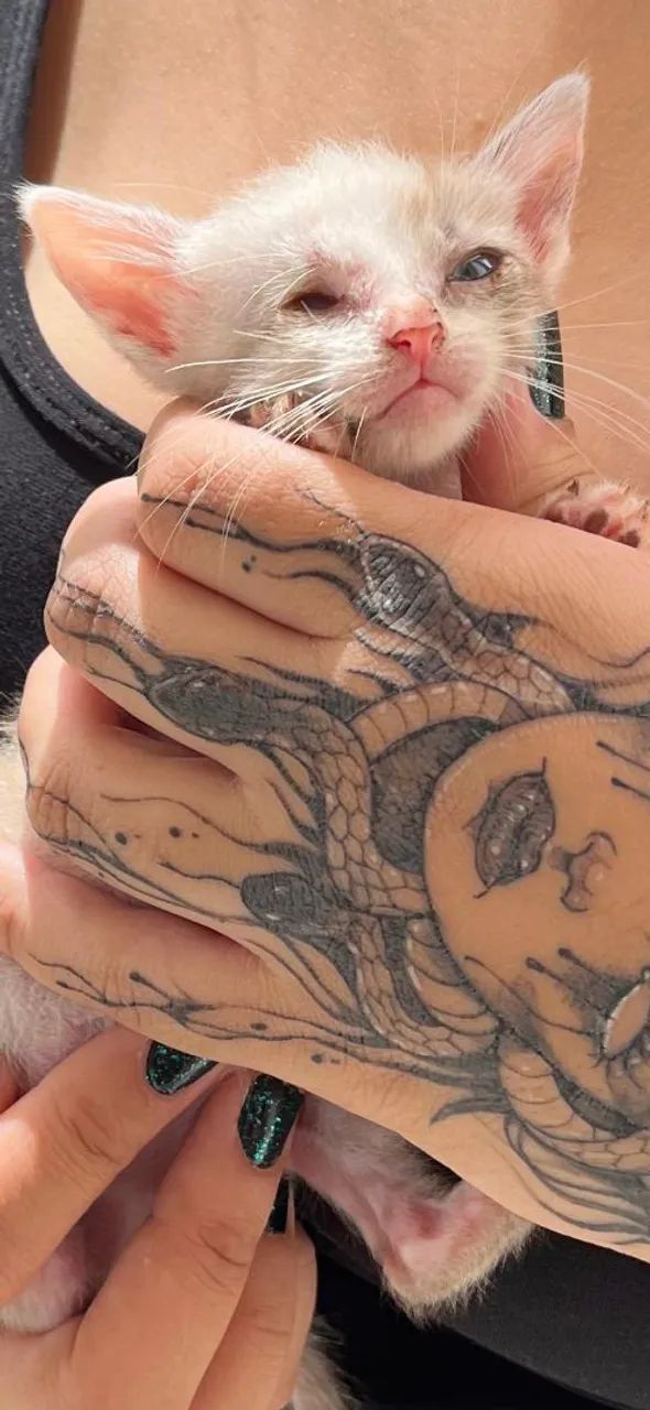 Doação de gatos - Foto 3