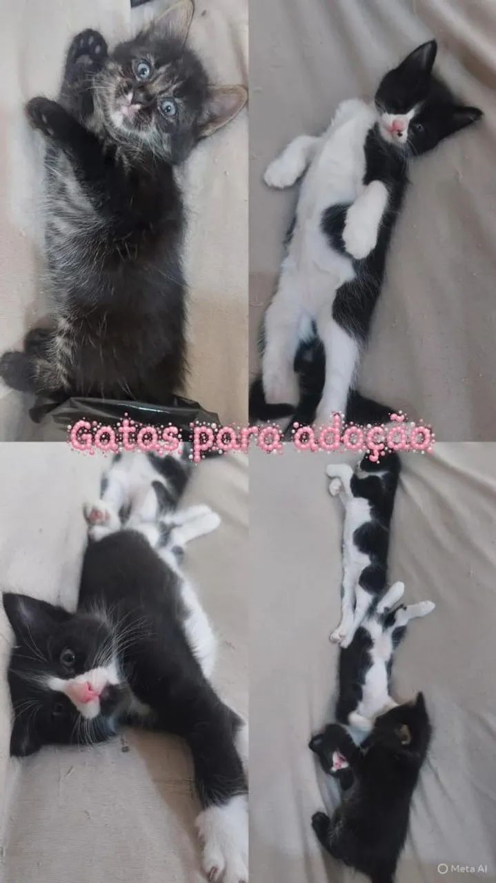 Gatas para adoção