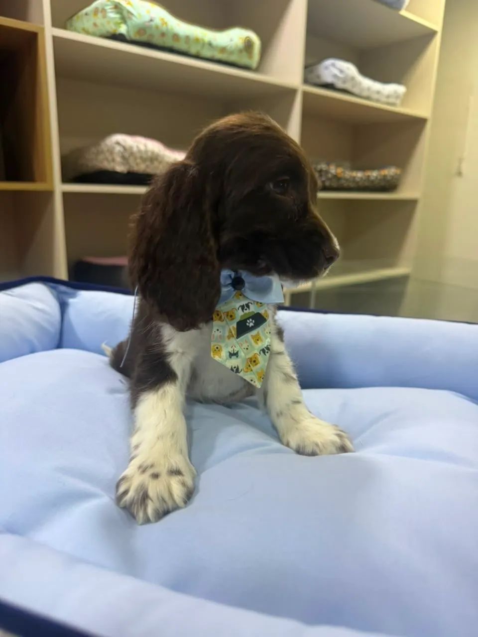 Filhote Cocker spaniel inglês - Foto 4