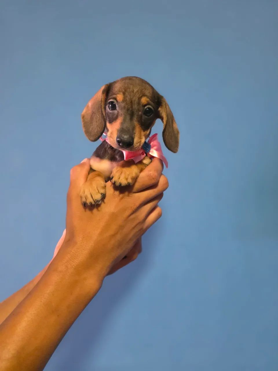Dachshund  - Foto 4