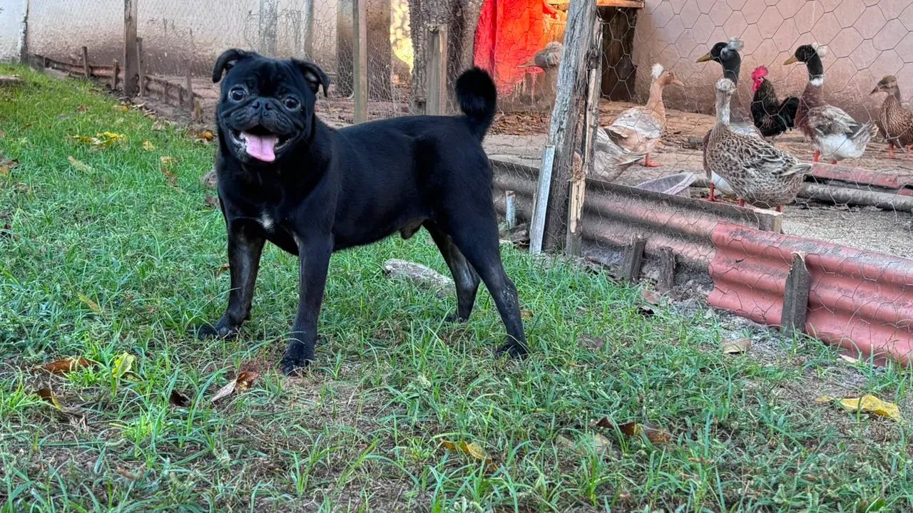 Pug macho 8 meses