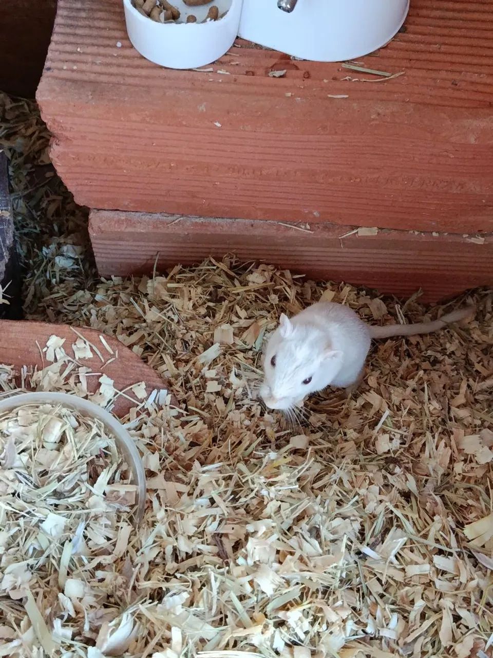 Vendo o esquilo da Mongólia (gerbil ) - Foto 5