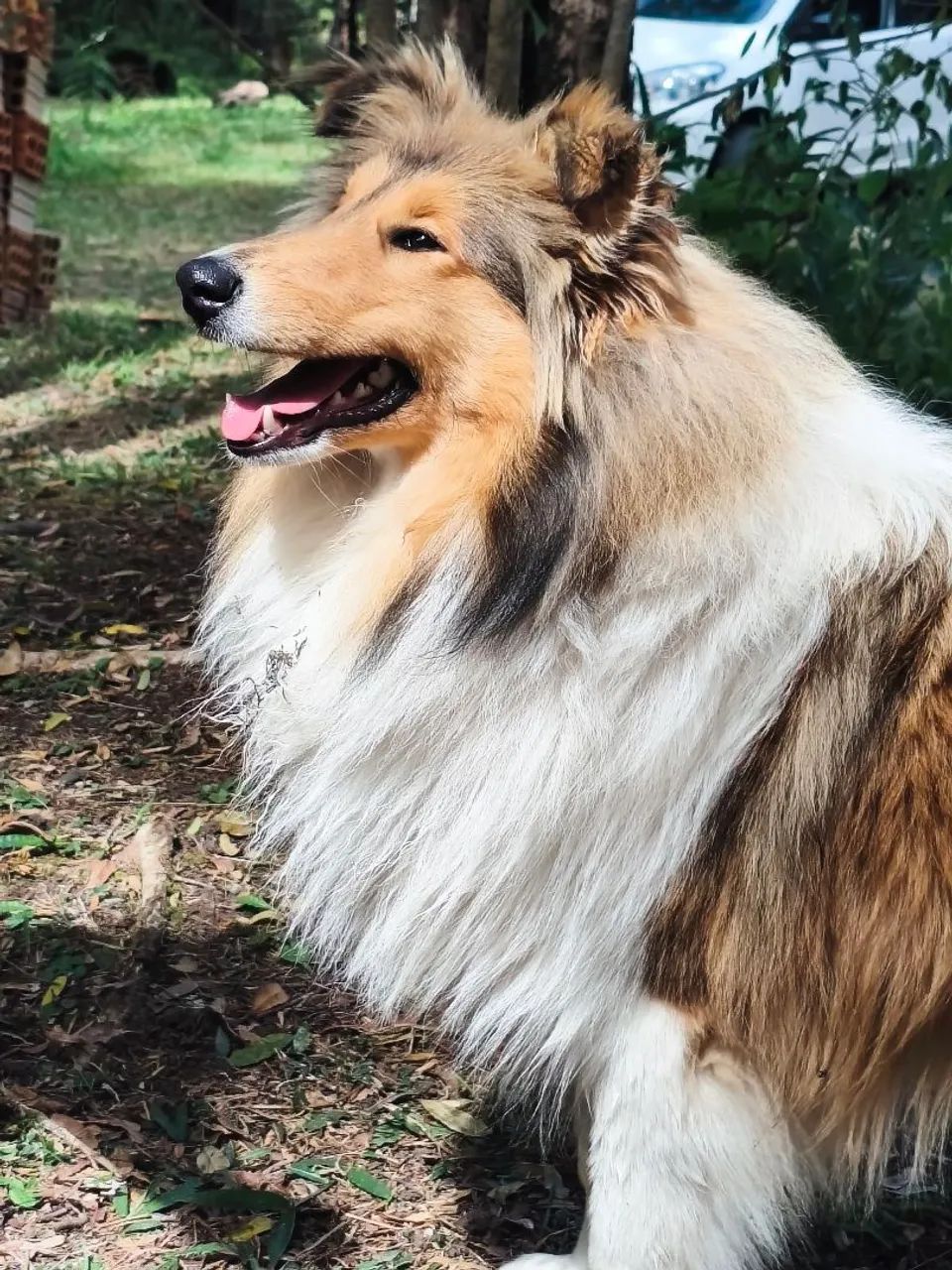 Collie pelo longo (rough collie) - Lassie - Foto 4
