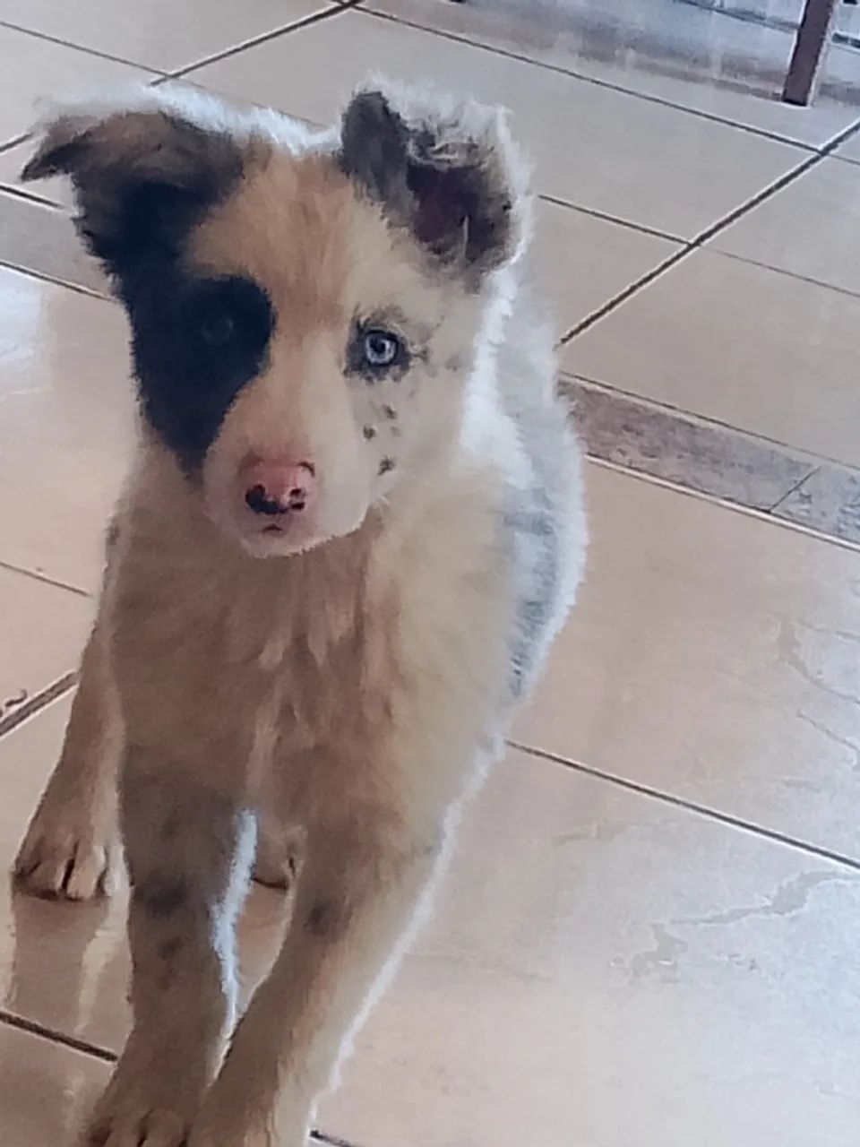 Border collie merle 